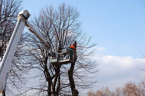 Best Storm Damage Tree Cleanup  in Muscoda, WI